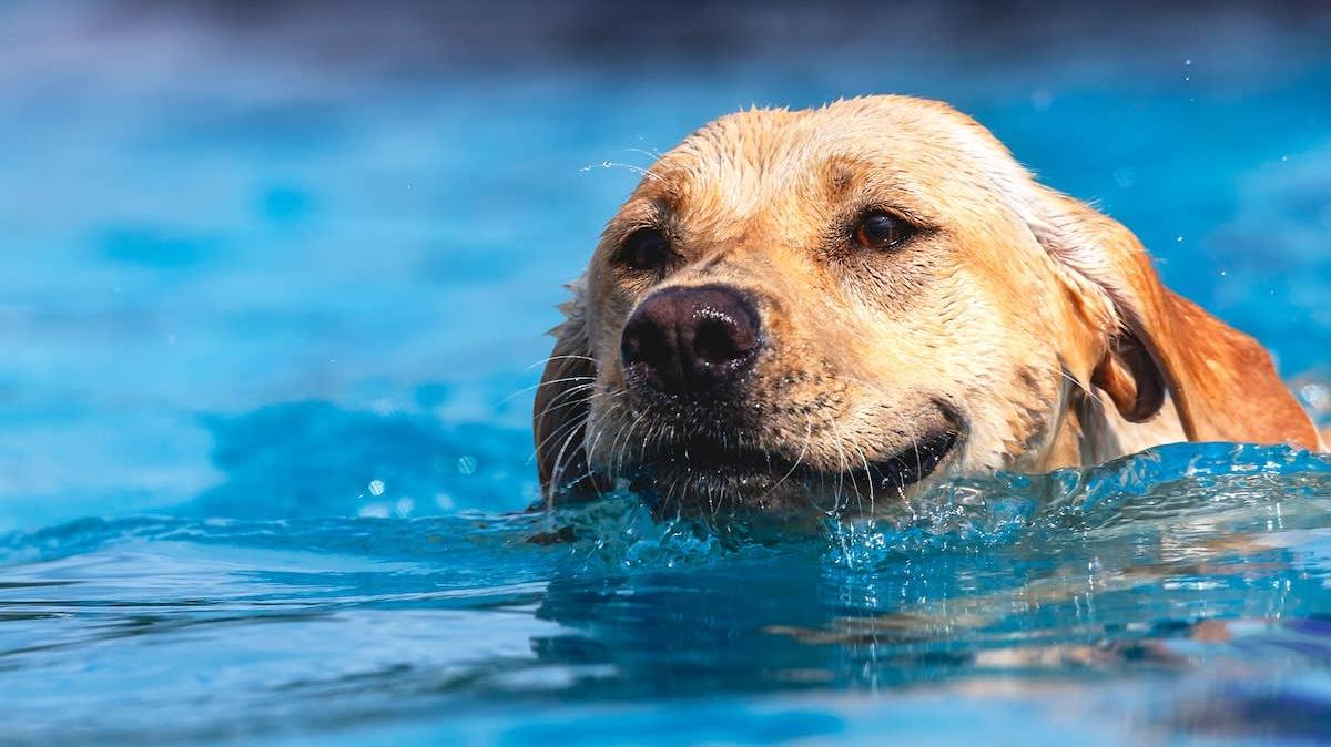 A Golden Retriever enjoys a swim in a pool. 
