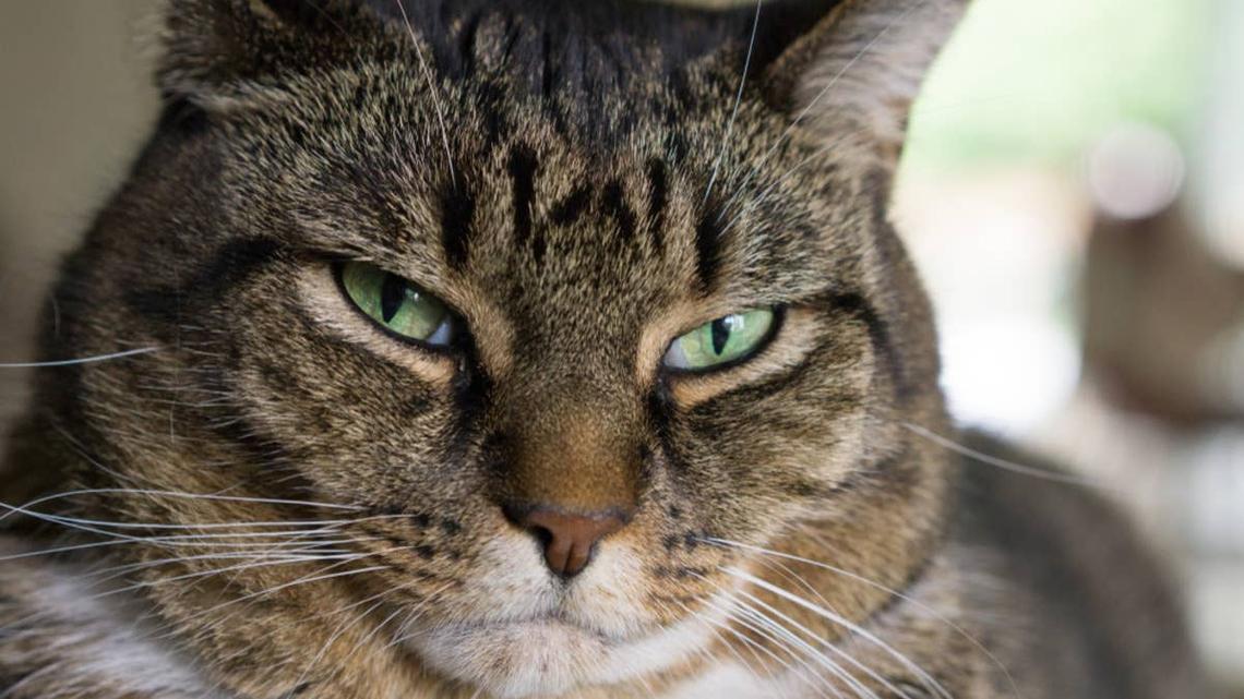 This Grouchy Cat Wants to Be Near Her People but Won't Admit It, and We Totally Get It 