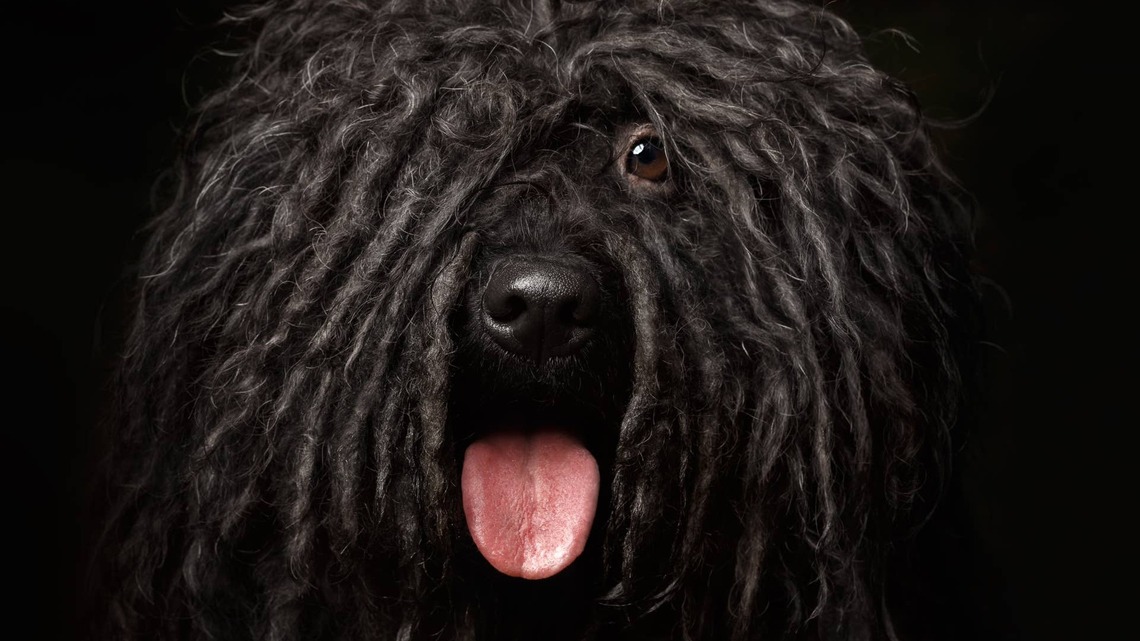 Puli Dog Spotted at Costco Looks Like 'A New Line of Floor Mops' 