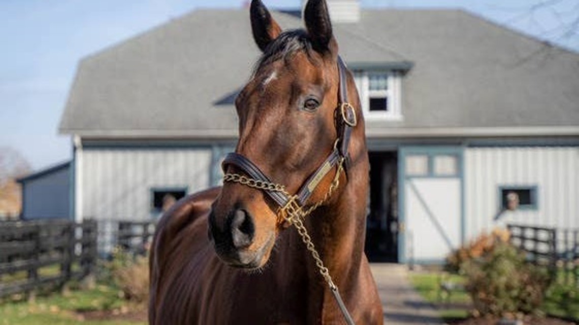 'Once-In-A-Lifetime Horse' Champion Roy H Succumbs To Colic Complications At Age 14 