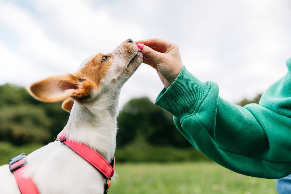  A dog getting a reward for understanding a command.