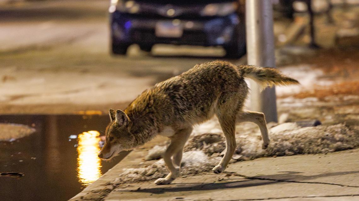 Commentary: Leave animals alone 