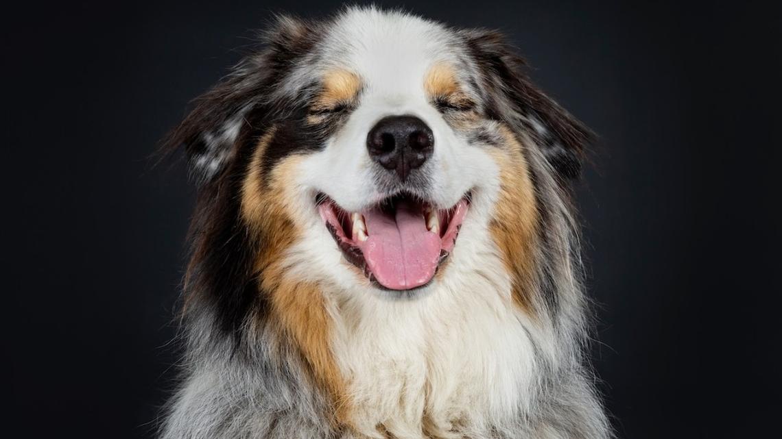 Watch This Brave Blind Dog's Sweet Surprise During His Very First Leash Walk 