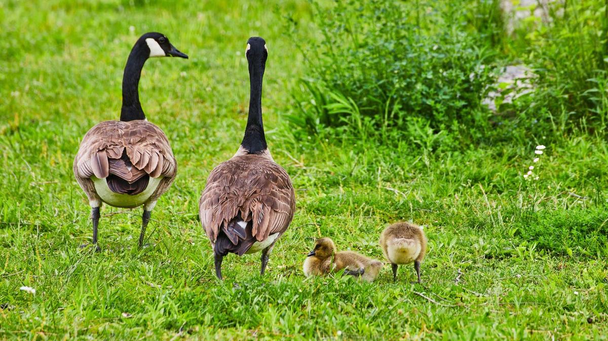 Geese with their goslings in the grass. 