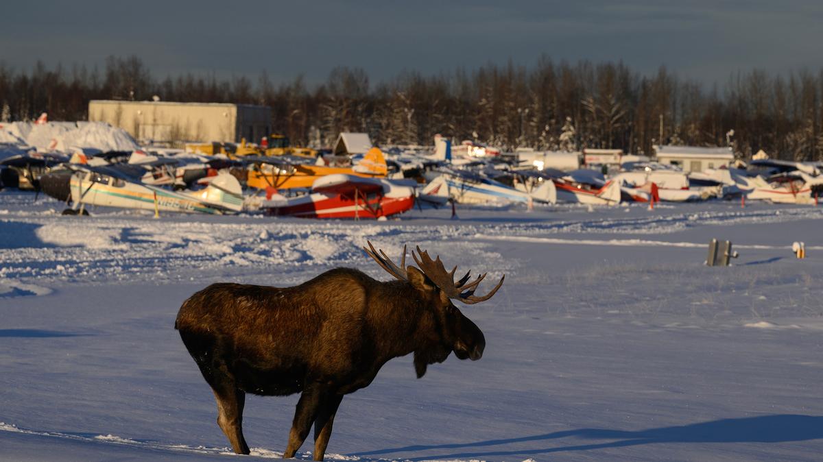 One of two bull moose walks through near the Lake Hood airstrip on Dec. 8, 2022.  (Marc Lester/Anchorage Daily News/TNS)