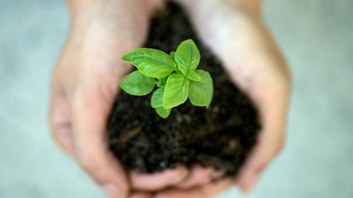 June Is a Critical Month for Seedlings-Here's How to Help Them Thrive After Transplanting 