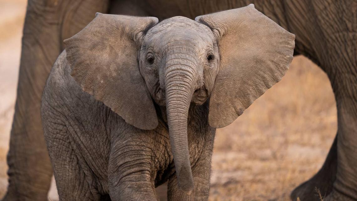 Baby Elephant Ferociously Stood His Ground Against Safari Tourists 