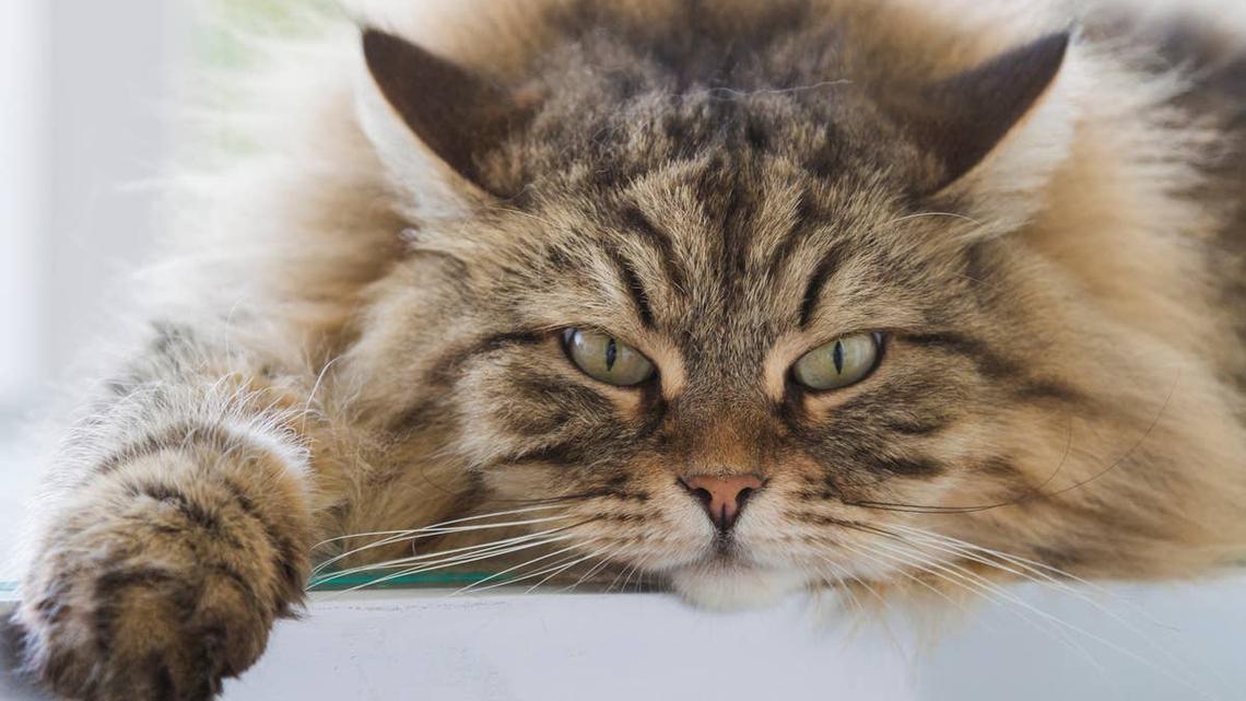 Siberian Cat's Weird Emotional Support Item Will Crack You Up 