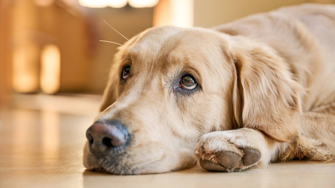 Golden Retriever's Giant Carrot Makes His Goodbye Plea Even Harder to Resist 