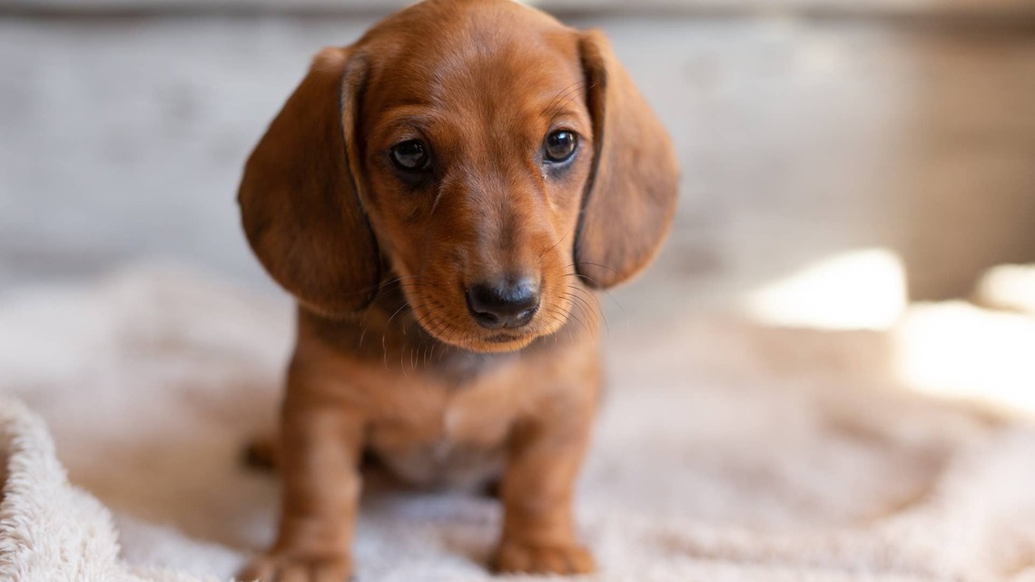 Tiny Dachshund Puppy Is So Confused by His First Bath