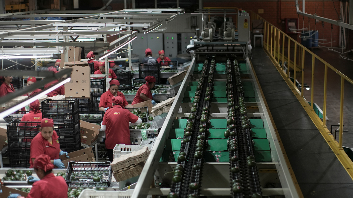 EEUU reanudará parcialmente actividades en mayor estado mexicano productor de aguacate 