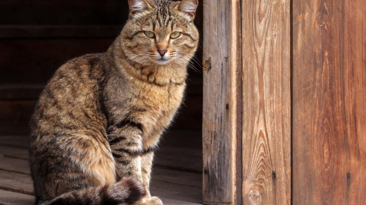 Tabby cat sitting in barn, barn cat.