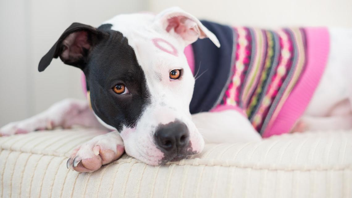 Pit Bulls With Kisses All Over Their Faces Will Inspire Your Valentine's Day Pet Photos 