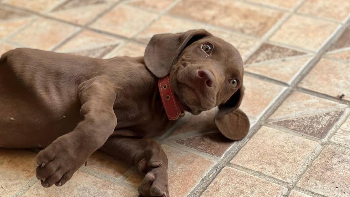 Baby Meets German Shorthaired Pointer Puppy for First Time-and the Sound She Makes Is Total Magic 