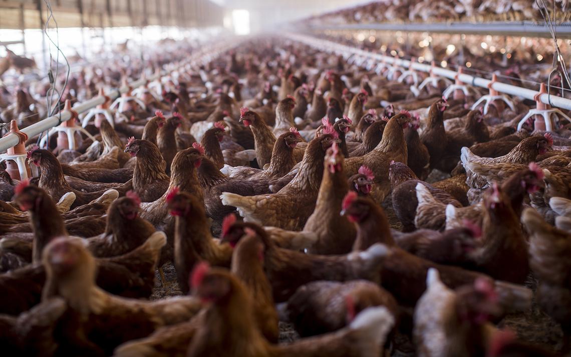 Chickens at a farm in Nuevo, California. (Gina Ferazzi/Los Angeles Times/TNS)