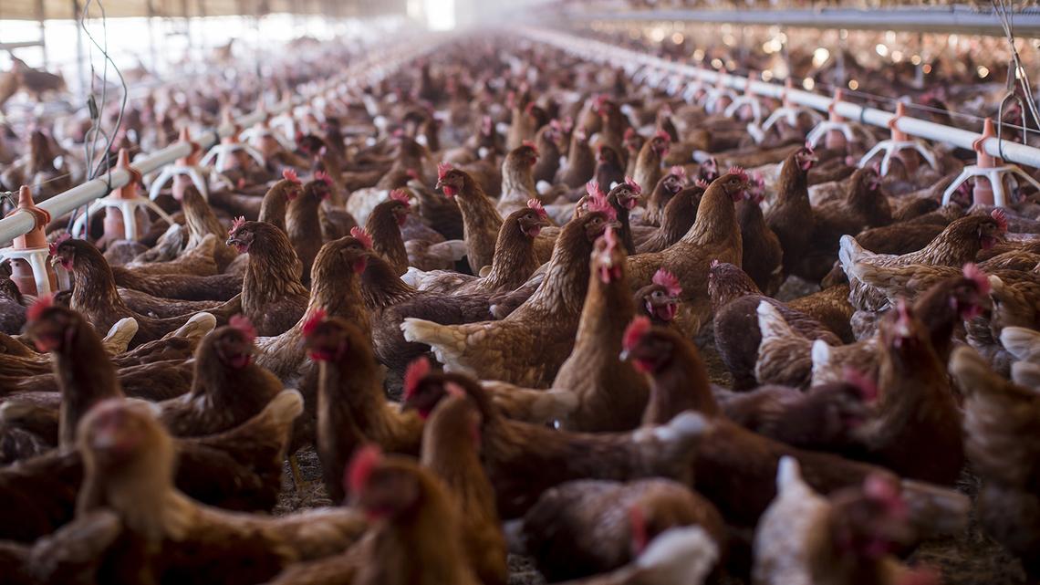 Egg farm workers sickened with bird flu near Pasco in WA’s 1st suspected human cases
