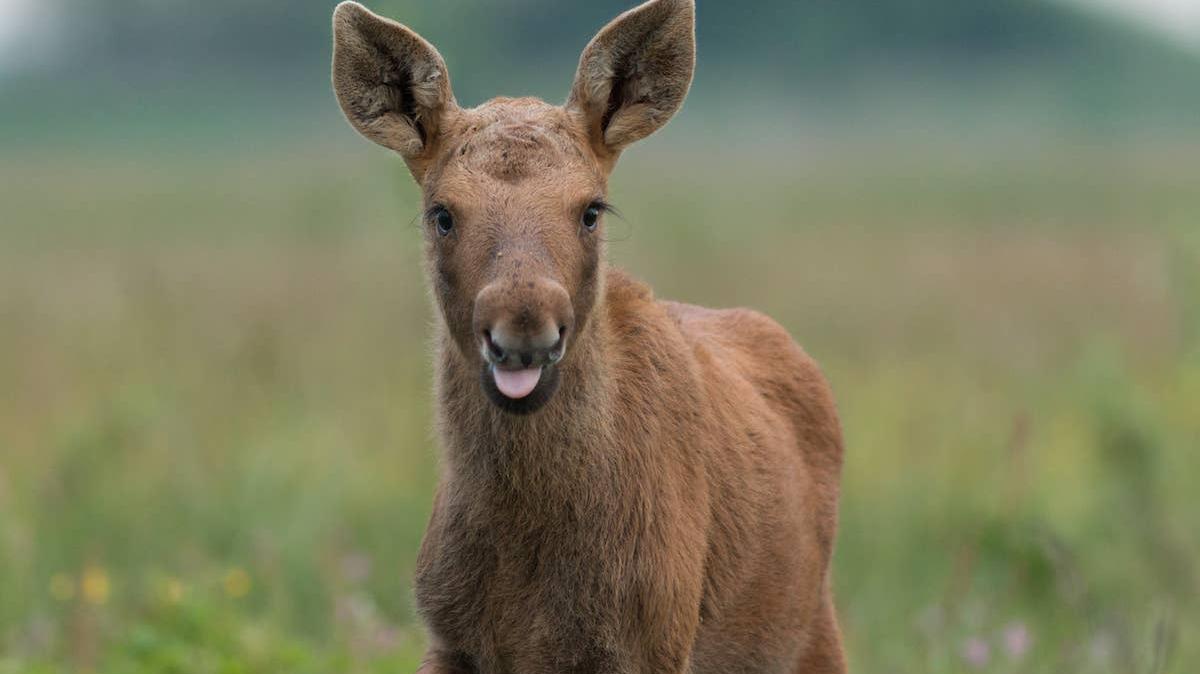 Baby moose with tongue out. 