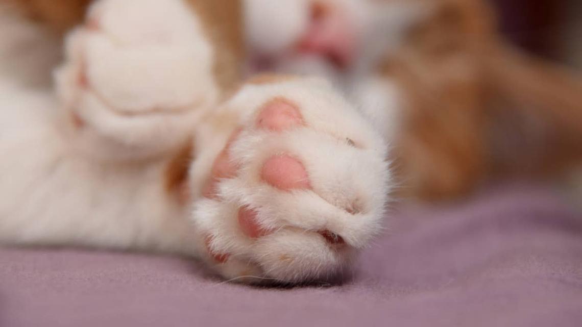 Orange Cat Sweetly Protects Brother After a Trip to the ER 