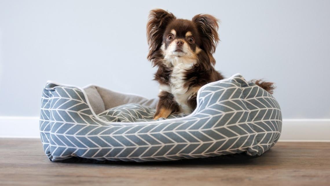 Chihuahua Waits All Day To Share His Greenie Moment With Foster Mom 