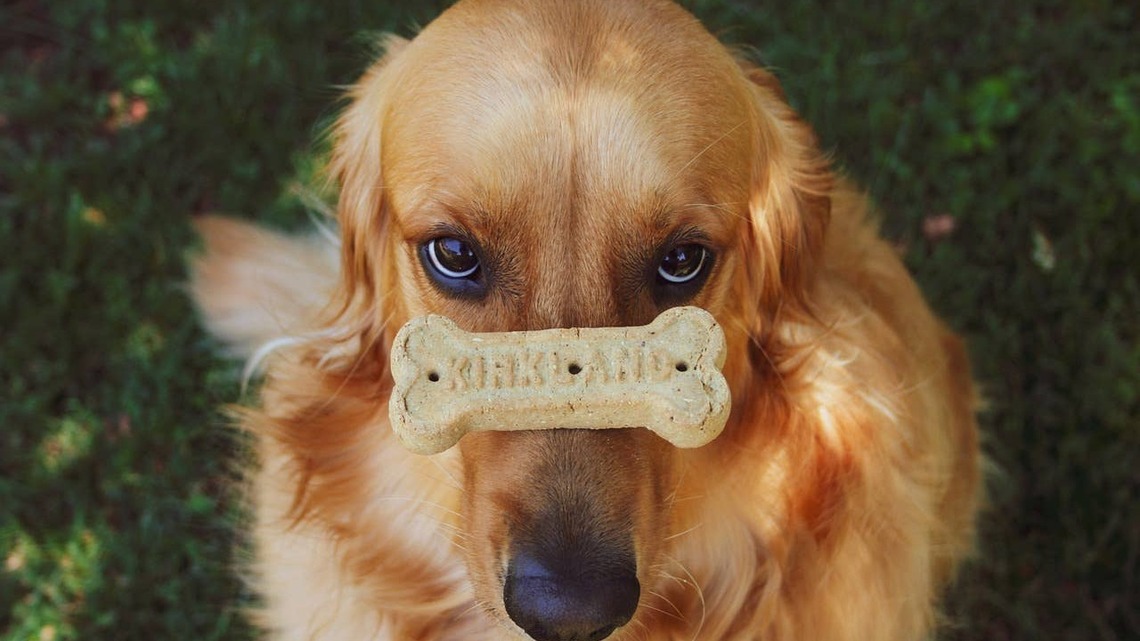 TJ Maxx Is Selling a Bone-Shaped Toy Bin That Makes Pet Clutter Look Stylish 