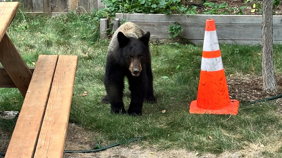 Bear breaks into Estes Park home through closed window, attacks owner 