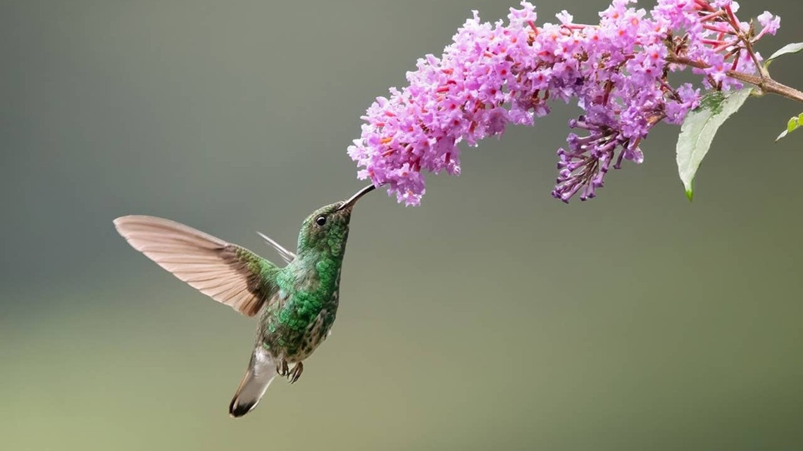What It Means When a Hummingbird Visits You, According to Experts 