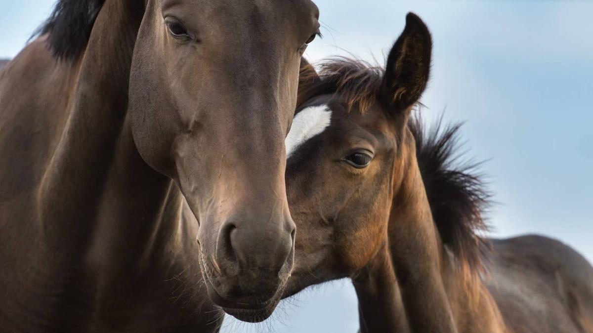 foal and horse. 