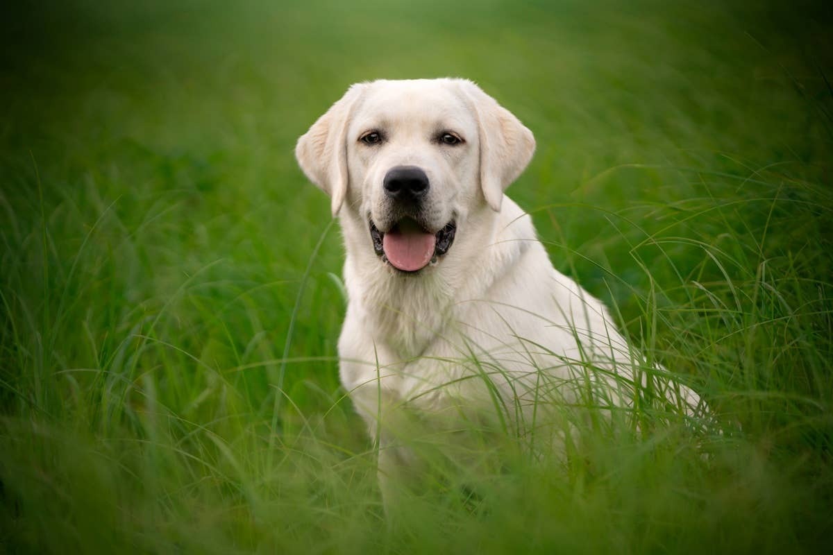  Labrador Retrievers share the Golden Retriever's friendly, outgoing personality.