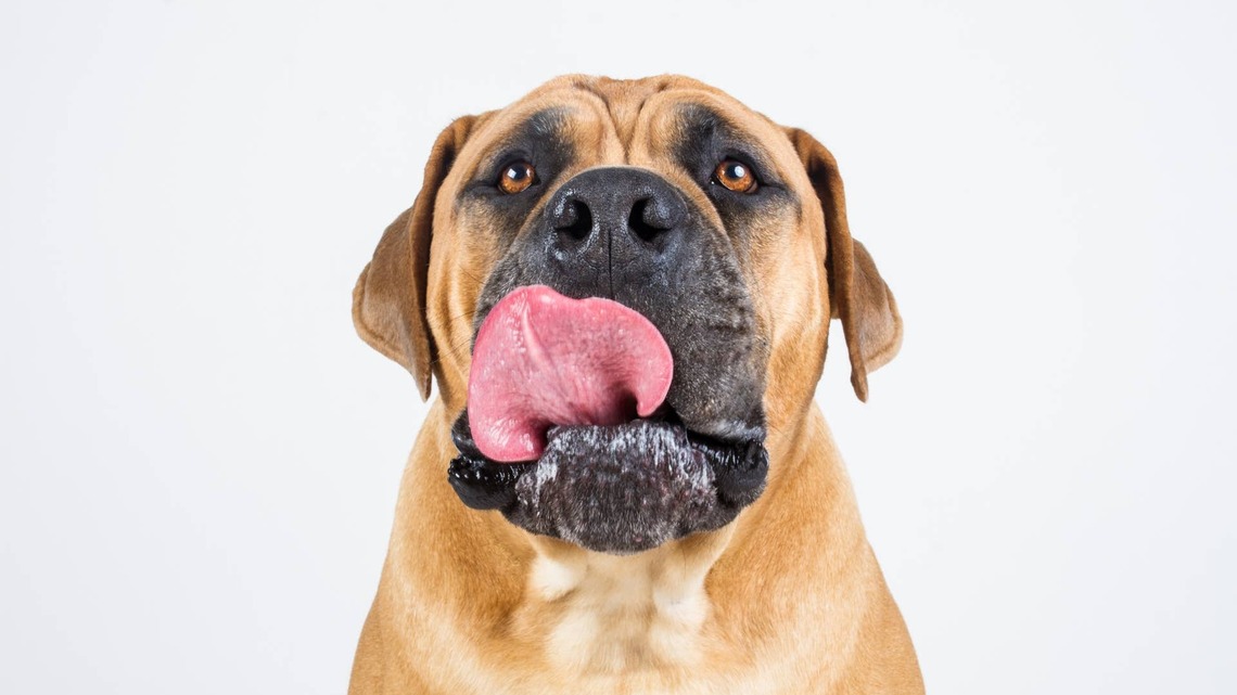 This 9-Month-Old Bullmastiff Is Still a Baby, but He's Already the Biggest Kid at Daycare 