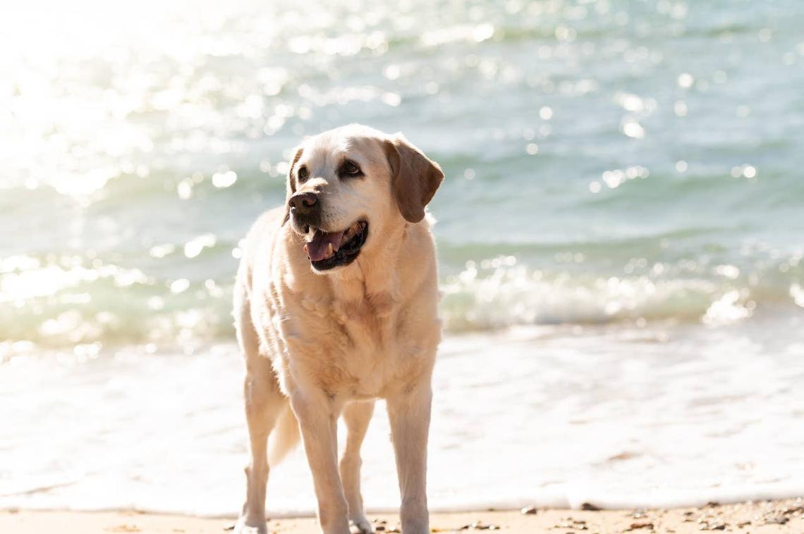  A Yellow Lab on the beach. 