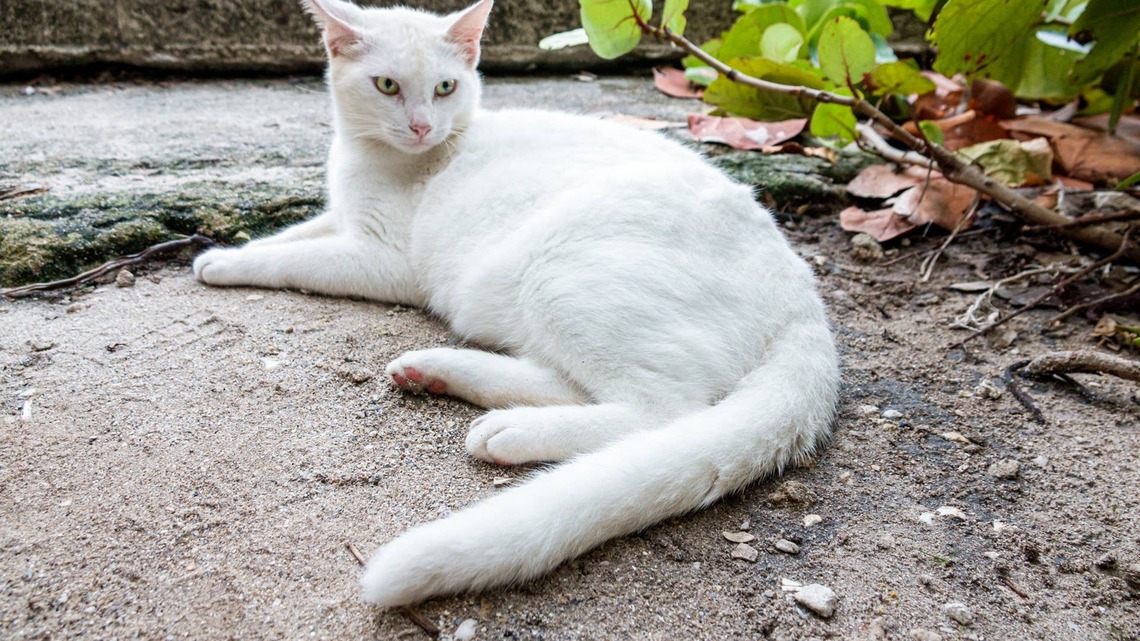 White Shelter Cat Deemed 'Too Old' for Adoption Just Wants to Bond With People 