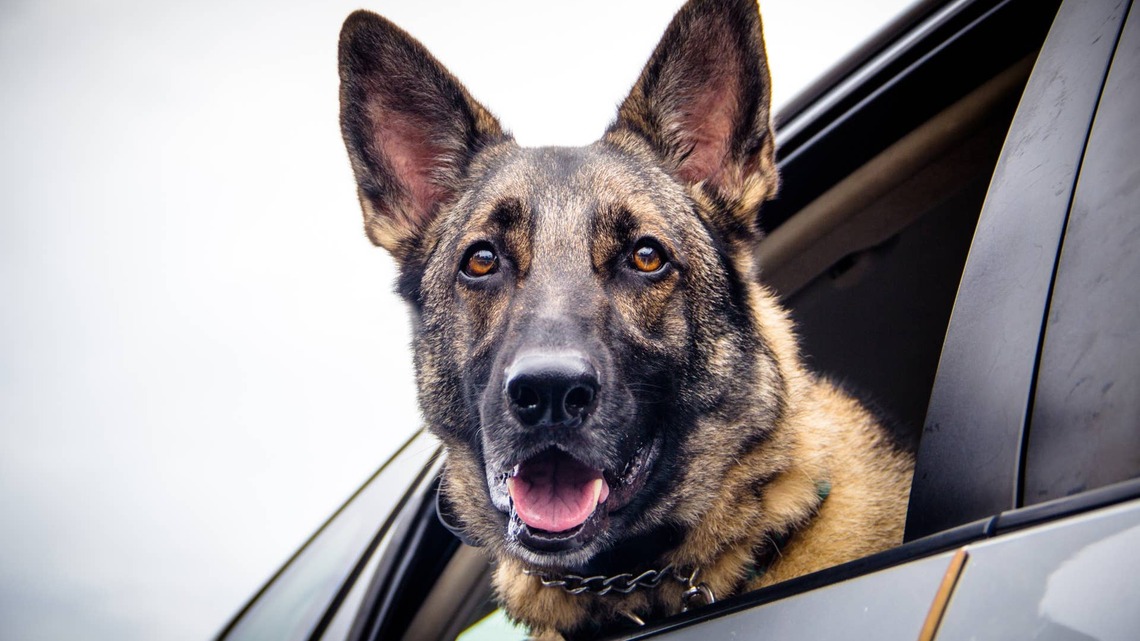 German Shepherds Looking Out the Same Car Window Are Giving ‘Clown Car' Vibes 