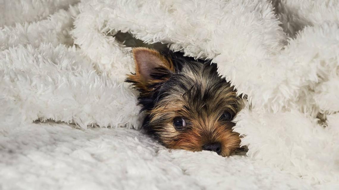 'Lost' Yorkie Hides in Plain Sight Under Cat Brother's 'Hugging Tail Drape' 