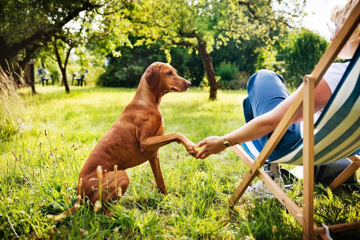  A dog who feels calm and relaxed sitting by its owner.