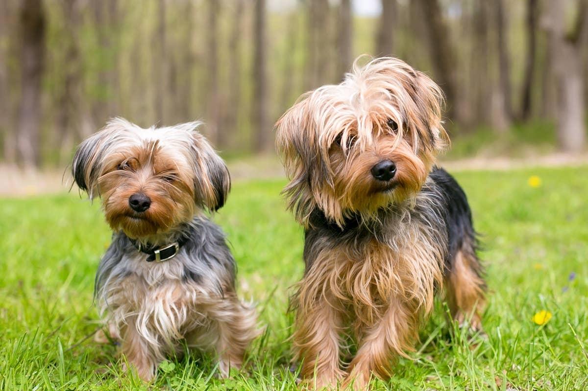  Two Yorkies doing the classic head tilt while their owner speaks to them.