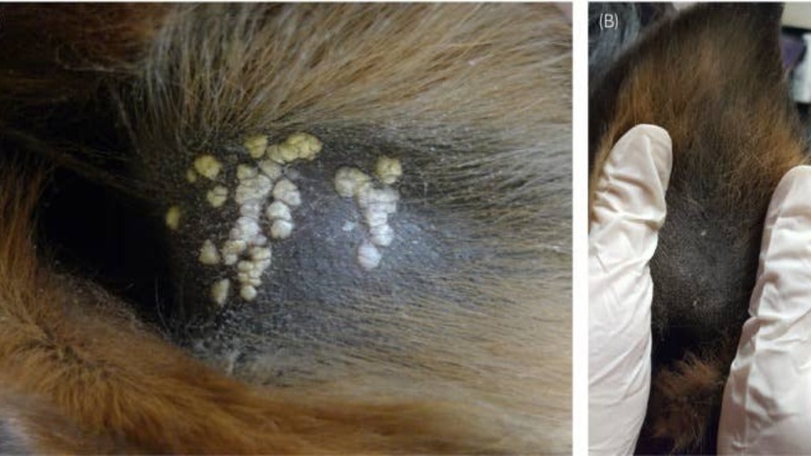 Human Wart Medication Shows Promise For Treating Equine Aural Plaques 