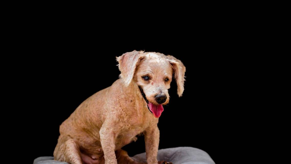 Toy Spaniel Called 'Oldest Dog in the World' Gets Second Chance - and His Story Has Fans Moved 
