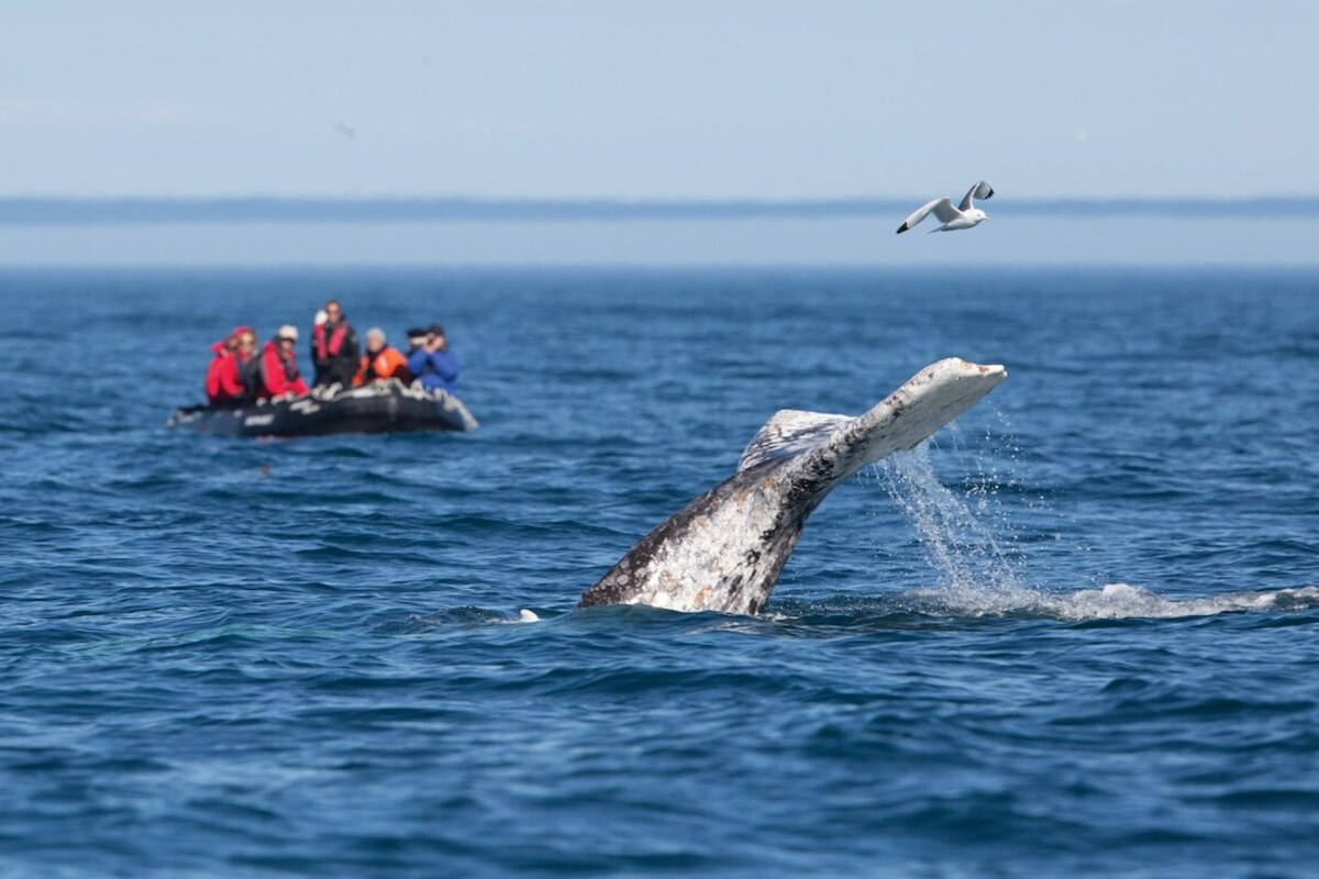  Whale watching is a top excursion on an Alaskan cruise. Photo credit: Richard Sidey for Silversea Cruises 