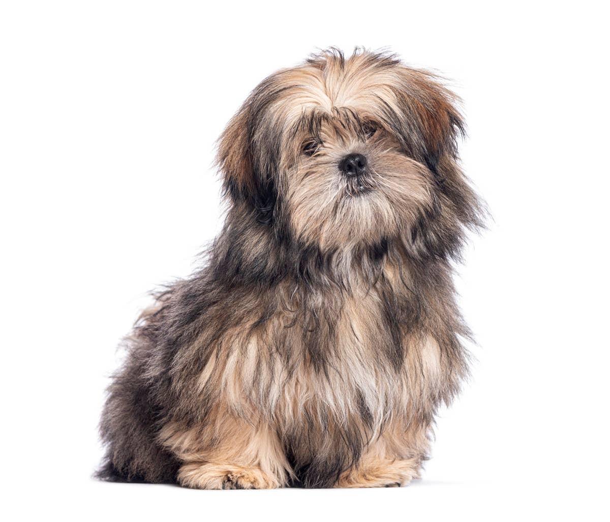  A Lhasa Apso with long facial hair and a compact body that looks very Ewok-like.