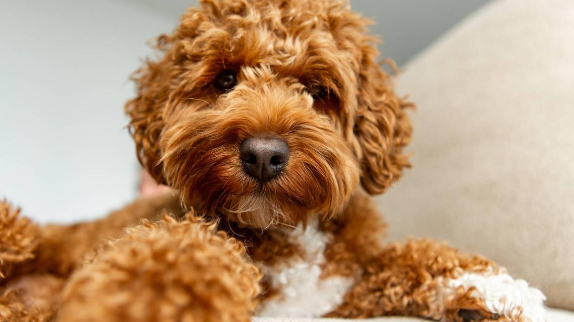 'A Little Dramatic' Goldendoodle Acts Like He's 'Never Been Fed'-Runs Through Every Trick He Knows 