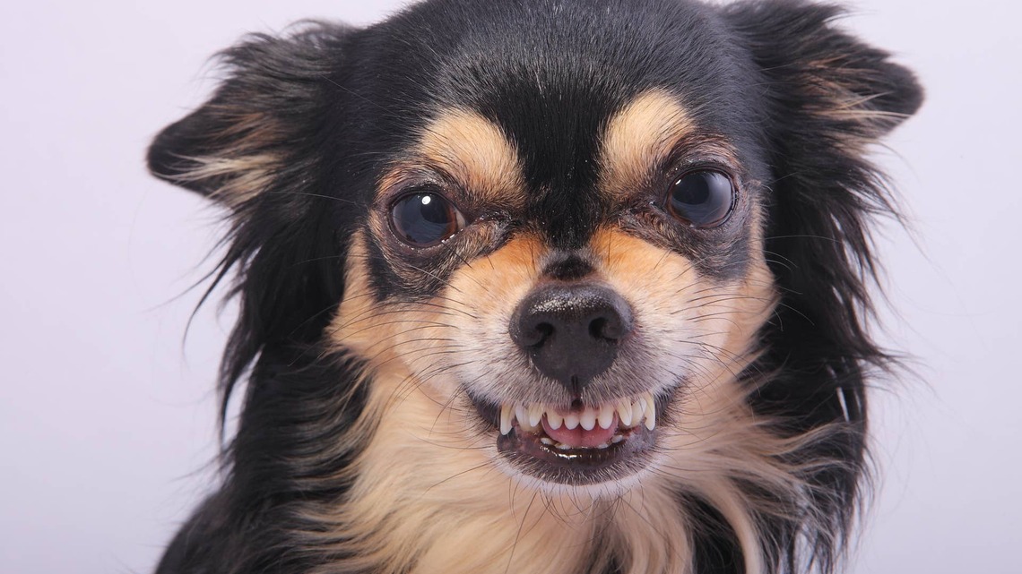 Dog Goes Wild Over a Marshmallow, but Doesn't Even Eat It 