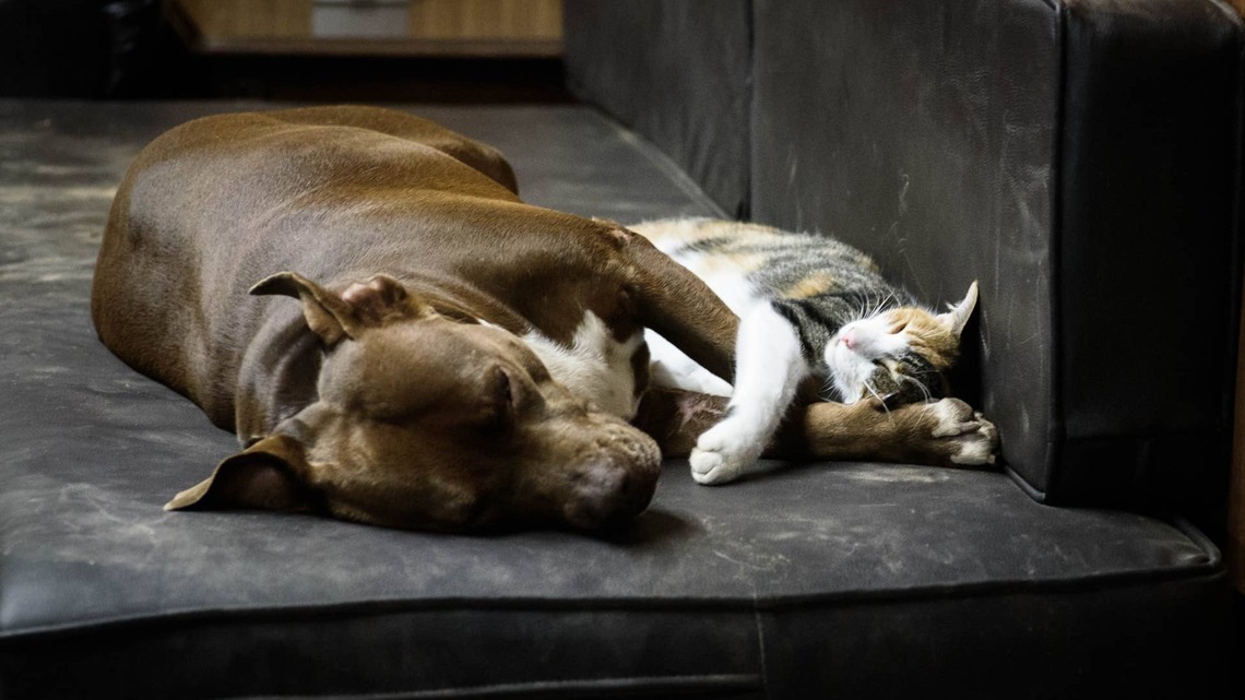 Cat Is Completely in Love With Pit Bull Best Friend, and the Looks Say Everything 