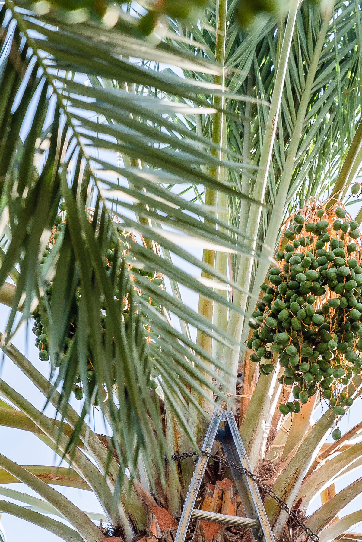 A worker thins bunches of dates at Rancho Meladuco Date Farm in Mecca, Calif., outside Palm Springs, on May 21, 2026. Fiber-rich, naturally sweet dates are the latest "it" girl of the snack aisle. American farmers, like those at Rancho Meladuco Date Farm in California, say keeping up with demand is a struggle. (Ariana Drehsler/The New York Times)
