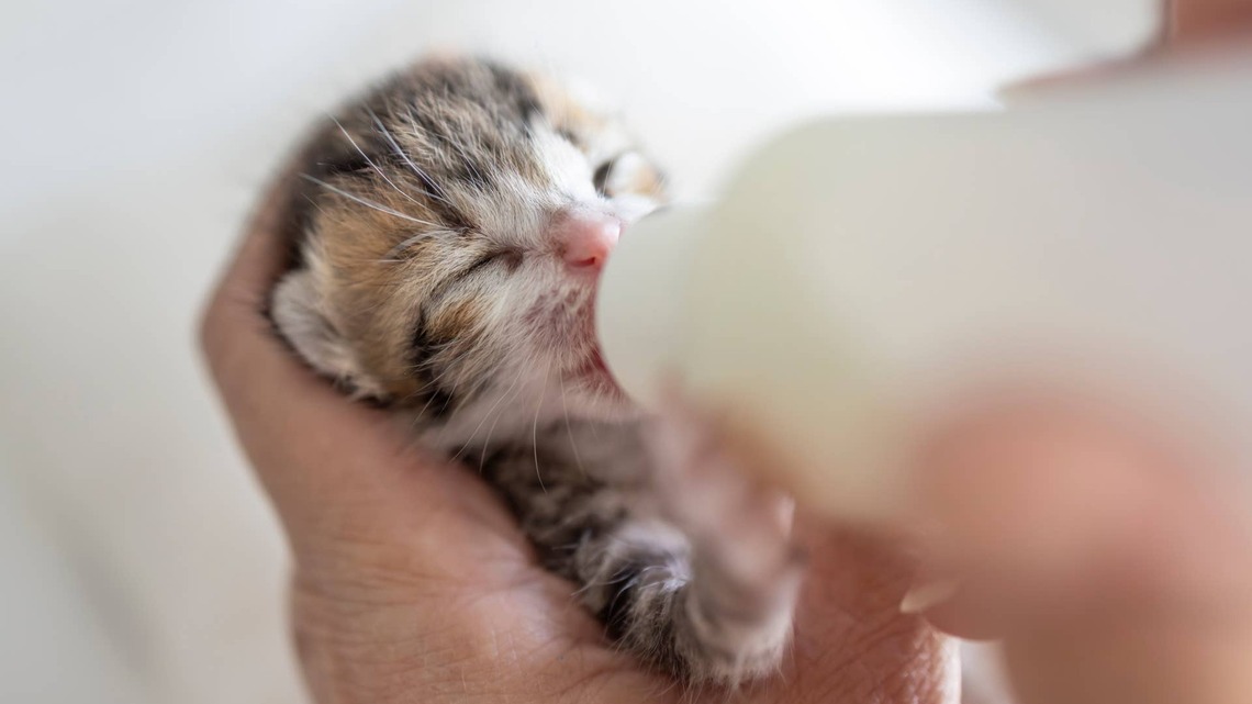 Meet the Tiny Torbie Kitten Who Converted a Diehard Dog Lover Into a Full-On Cat Person 