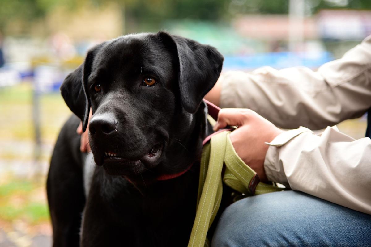  A stock image of a black Labrador on a leash, standing in front of the owner. 