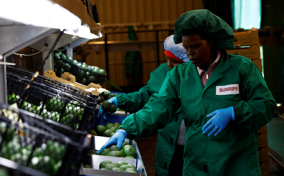 Workers sort avocados for export to Chinese markets, at the Sunripe fresh fruits exporters factory in Limuru district of Kiambu County near Nairobi, Kenya June 4, 2026. REUTERS/Thomas Mukoya