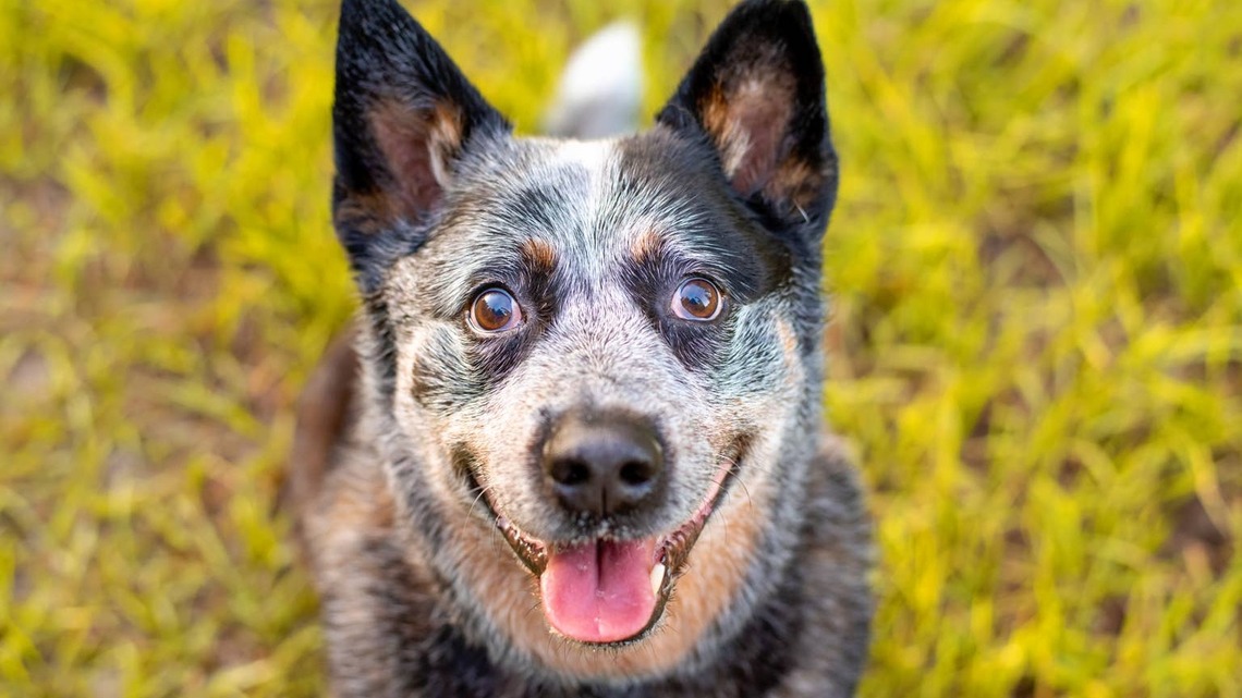 19-Year-Old Australian Cattle Dog's 'Jump' Into Dad's Truck Has Everyone Cheering 