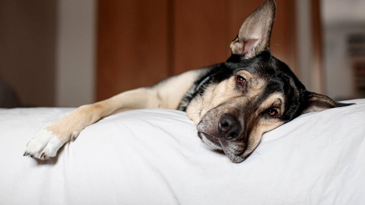 Dog resting on bed. 