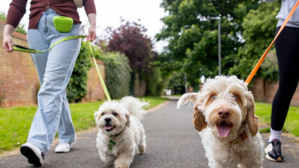 A medium waist-down shot of two unrecognisable adult females walking their dogs in a local park in Hartlepool, North East England. There is one Goldendoodle and a Bichon Frise, each is on a leash and one is pulling to walk slightly ahead, looking directly at the camera. The two females are dressed in casual clothing. One of the females lives with Behçet's disease, a chronic autoimmune condition, so likes to go outdoors with the dogs as part of her daily routine.Videos similar to this scenario available.