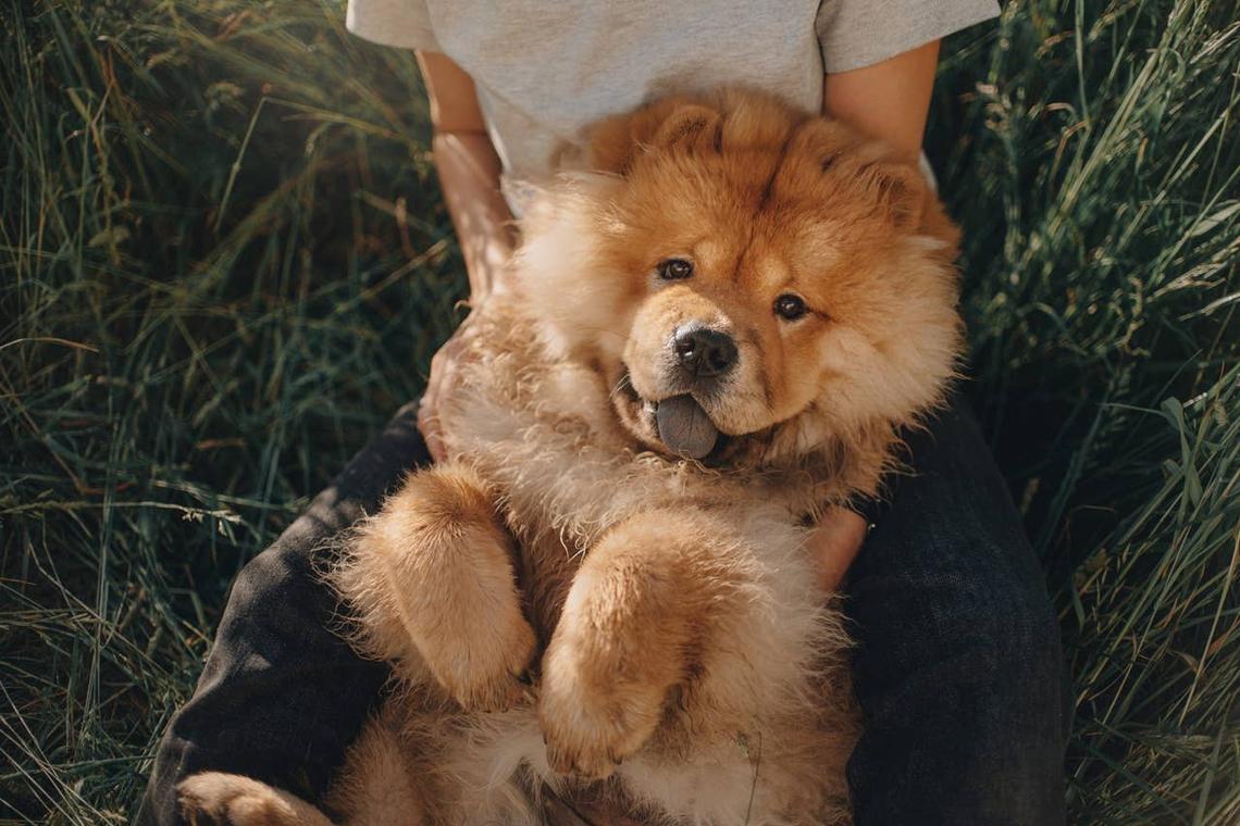  A big dog with a cute face laying on a person's lap. 